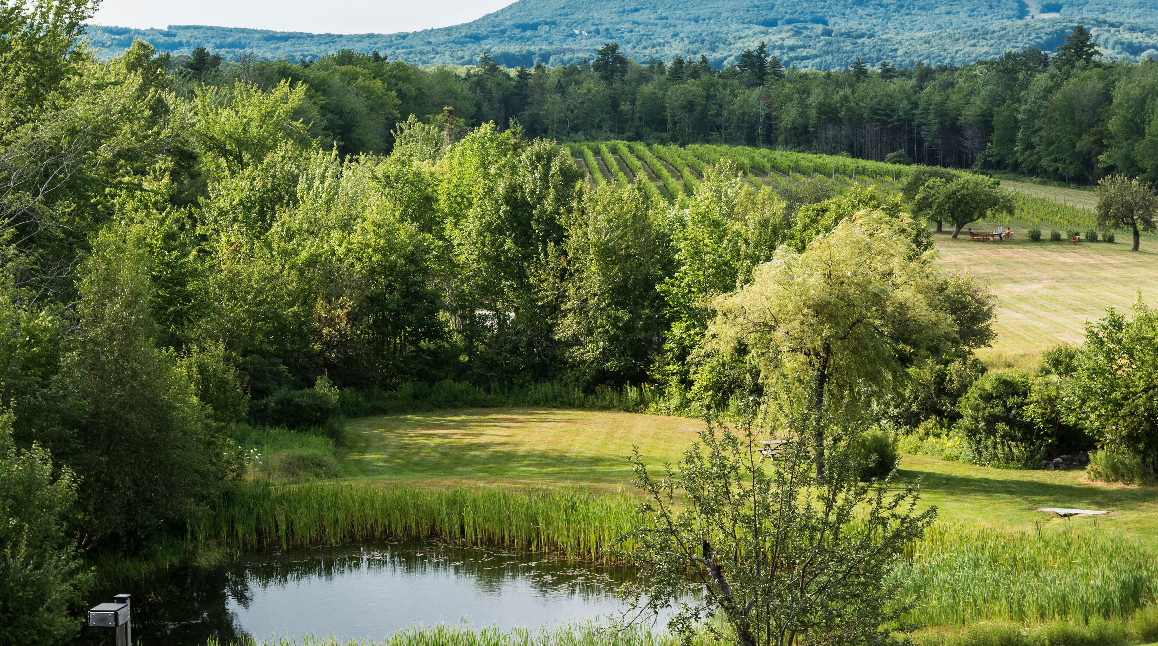 A lush vineyard with rows of grapevines, a small pond, and a picnic area in a hilly landscape.