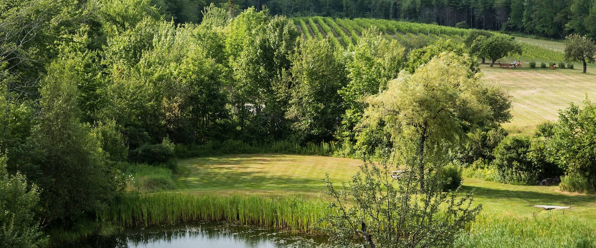 A lush vineyard with rows of grapevines, a small pond, and a picnic area in a hilly landscape.