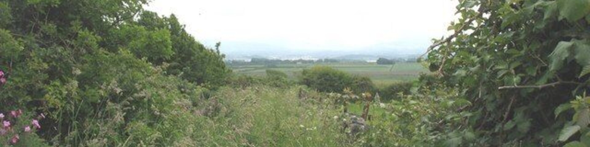 Paisaje rural con vegetación densa y una vista distante de campos.