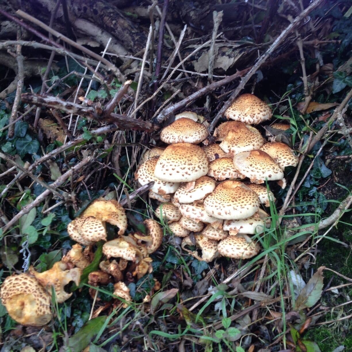 Fungal autumn loveliness!
