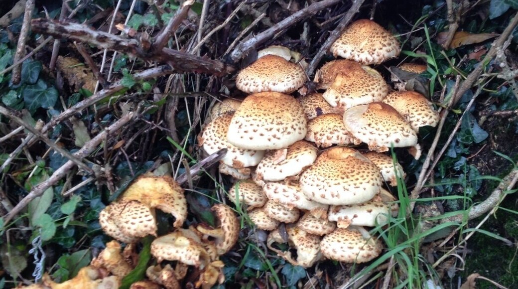 Fungal autumn loveliness!