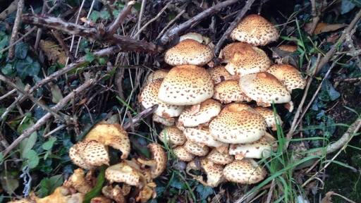 Fungal autumn loveliness!