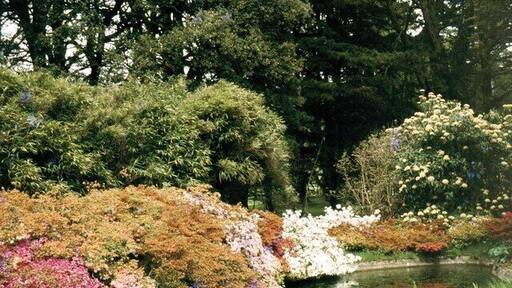 Boconnoc Estate Typical Cornish country estate scene, just after the main spring flowering