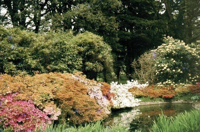 A garden with various flowering shrubs and a pond.