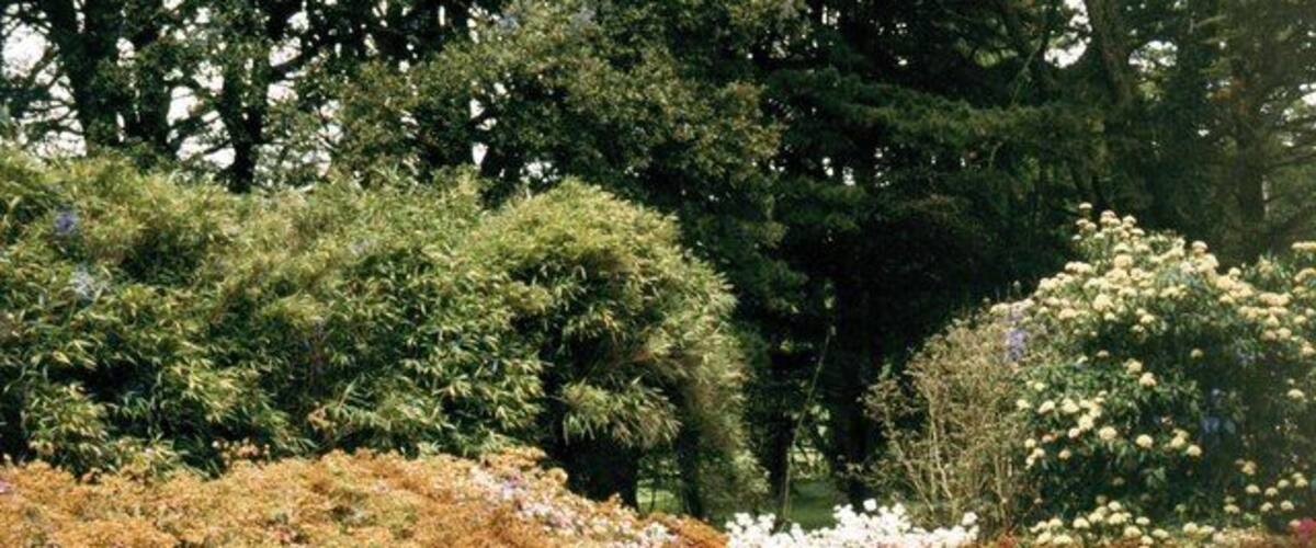 A garden with various flowering shrubs and a pond.