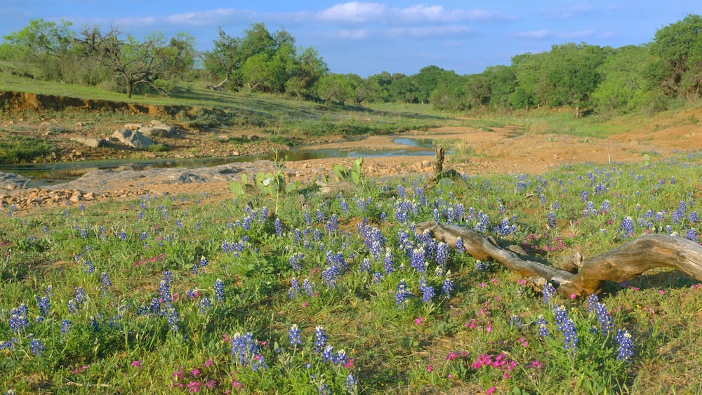 Blue bonnets in Hill Country, Willow City Loop Road, Texas