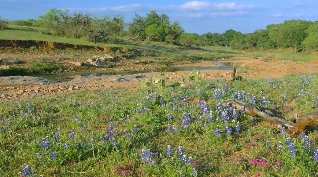 Blue bonnets in Hill Country, Willow City Loop Road, Texas