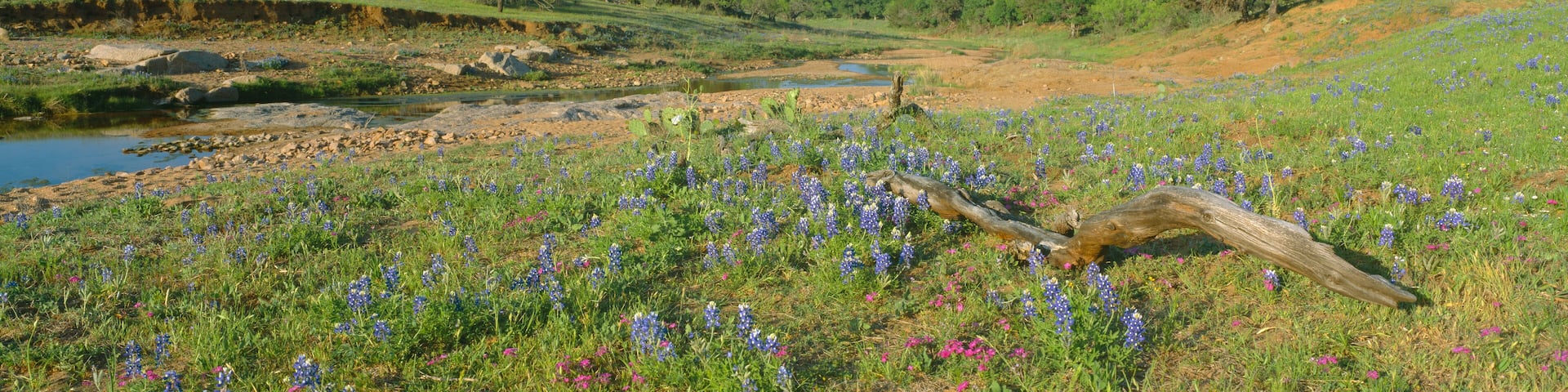Blue bonnets in Hill Country, Willow City Loop Road, Texas
