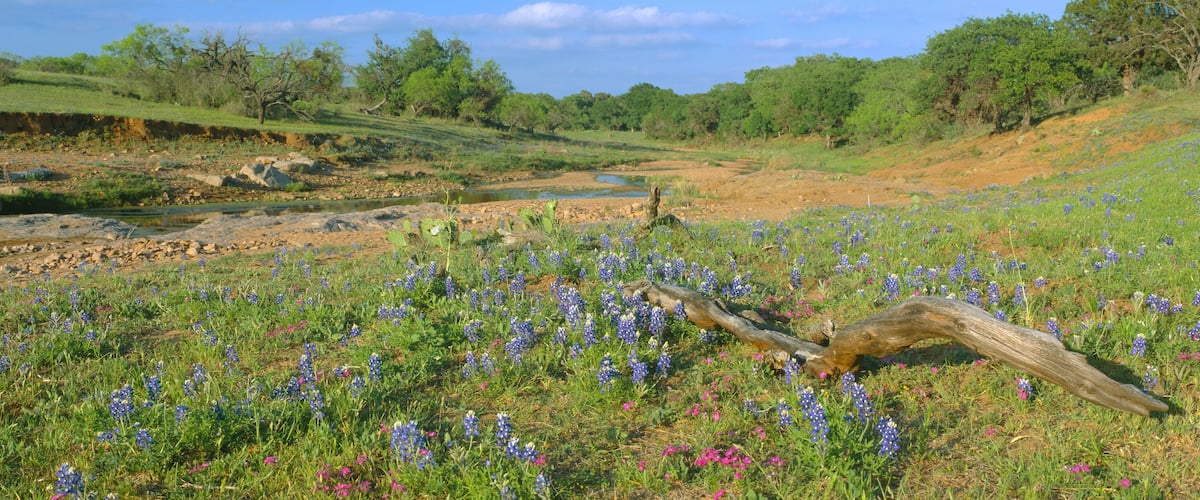 A river with a rocky bed, surrounded by a field of bluebonnets and other wildflowers, with a fallen tree in the foreground and a forested hillside in the background.