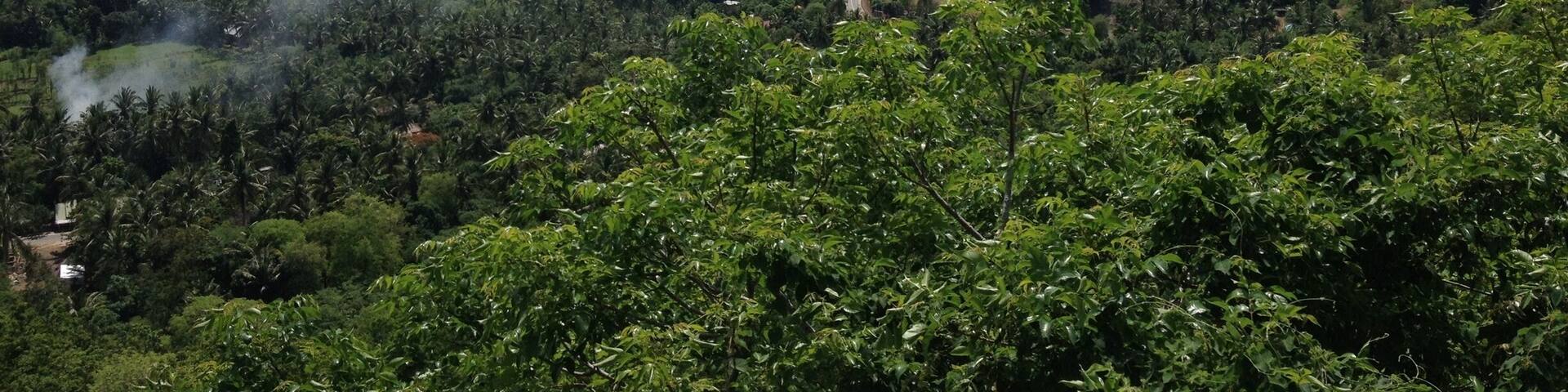 A lush green landscape with dense vegetation, a distant body of water, and a clear sky.