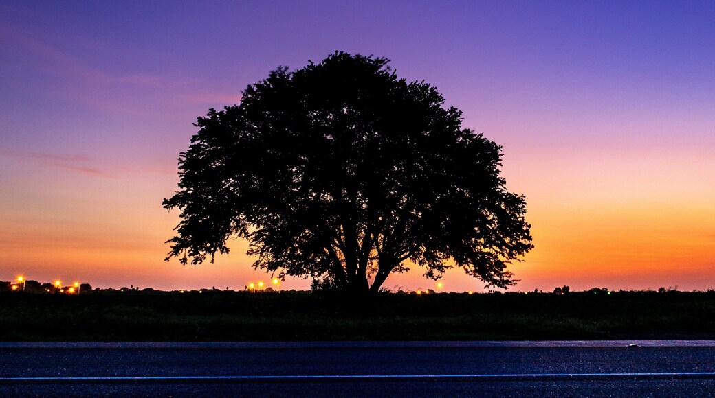 I've passed this tree so many times throughout the years, always wanting to get a shot. And yesterday, when I realized how beautiful the sky looked, I decided to grab my camera, drive up to the spot, and take the picture. I'm so glad I did! #LikeALocal #NikonD3400 #LongExposurePhotograohy #NightPhotography