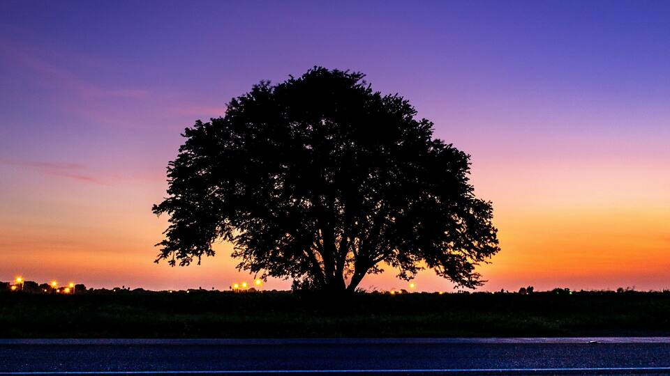 A solitary tree silhouetted against a twilight sky.