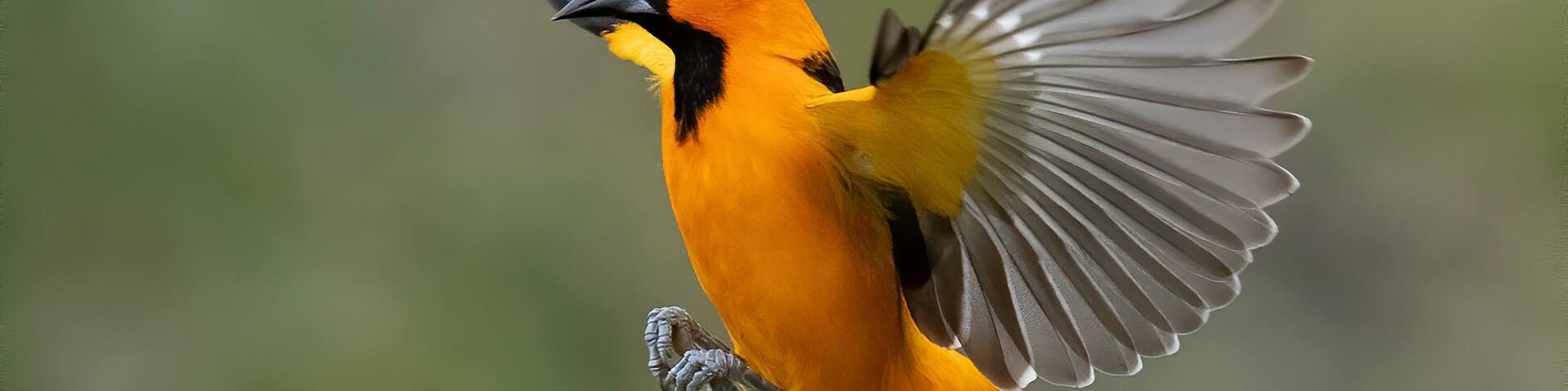 Altamira Oriole (icterus gularis) in flight over Rio Grande Valley, Texas