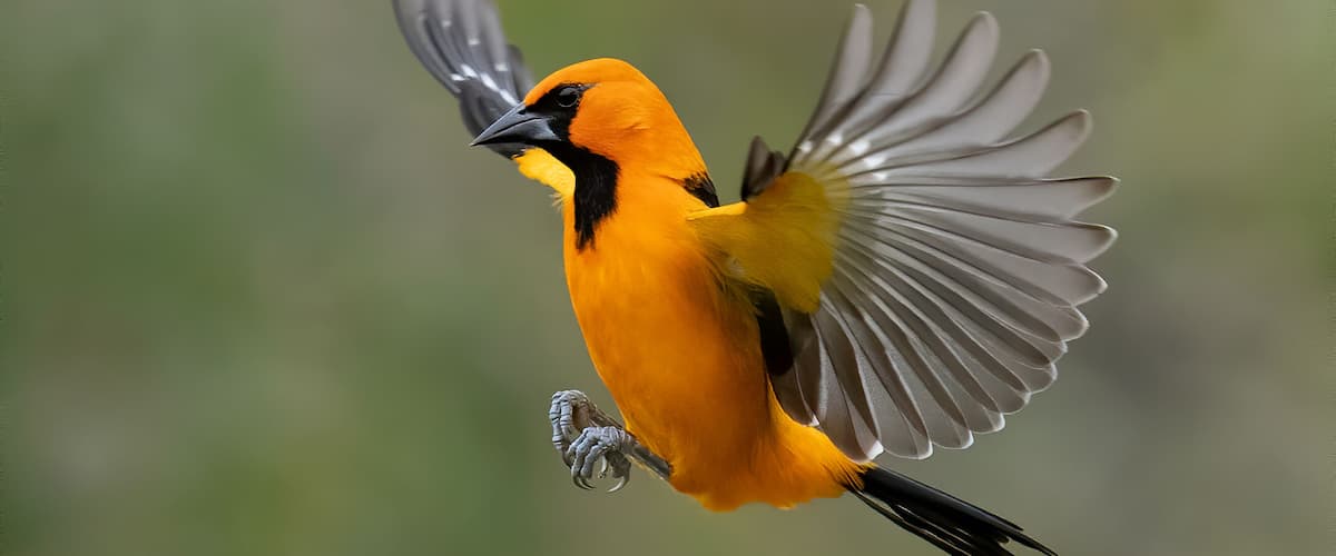 Altamira Oriole (icterus gularis) in flight over Rio Grande Valley, Texas