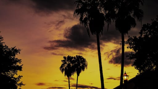 Valley palm trees and sunset.