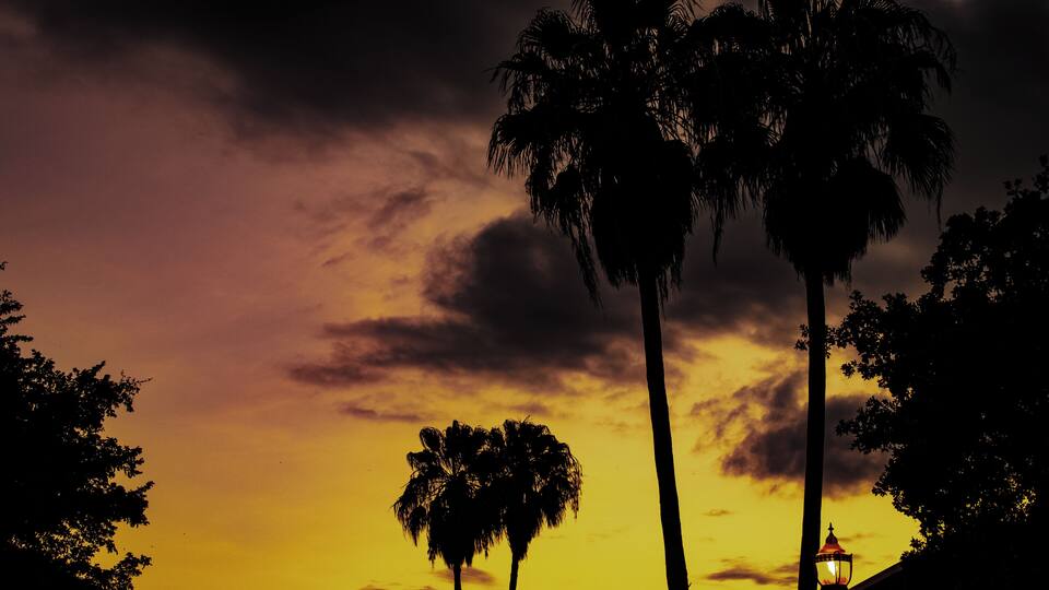 A sunset with palm trees silhouetted against a vibrant sky.