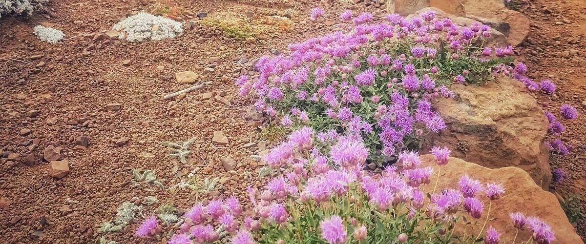 Hiking the beautiful Summit trail on top of Mt Howard with a view of the Eagle Cap Mountains in the distance. Wallowa, Oregon. Elevation, 8255ft. #GreatOutdoors