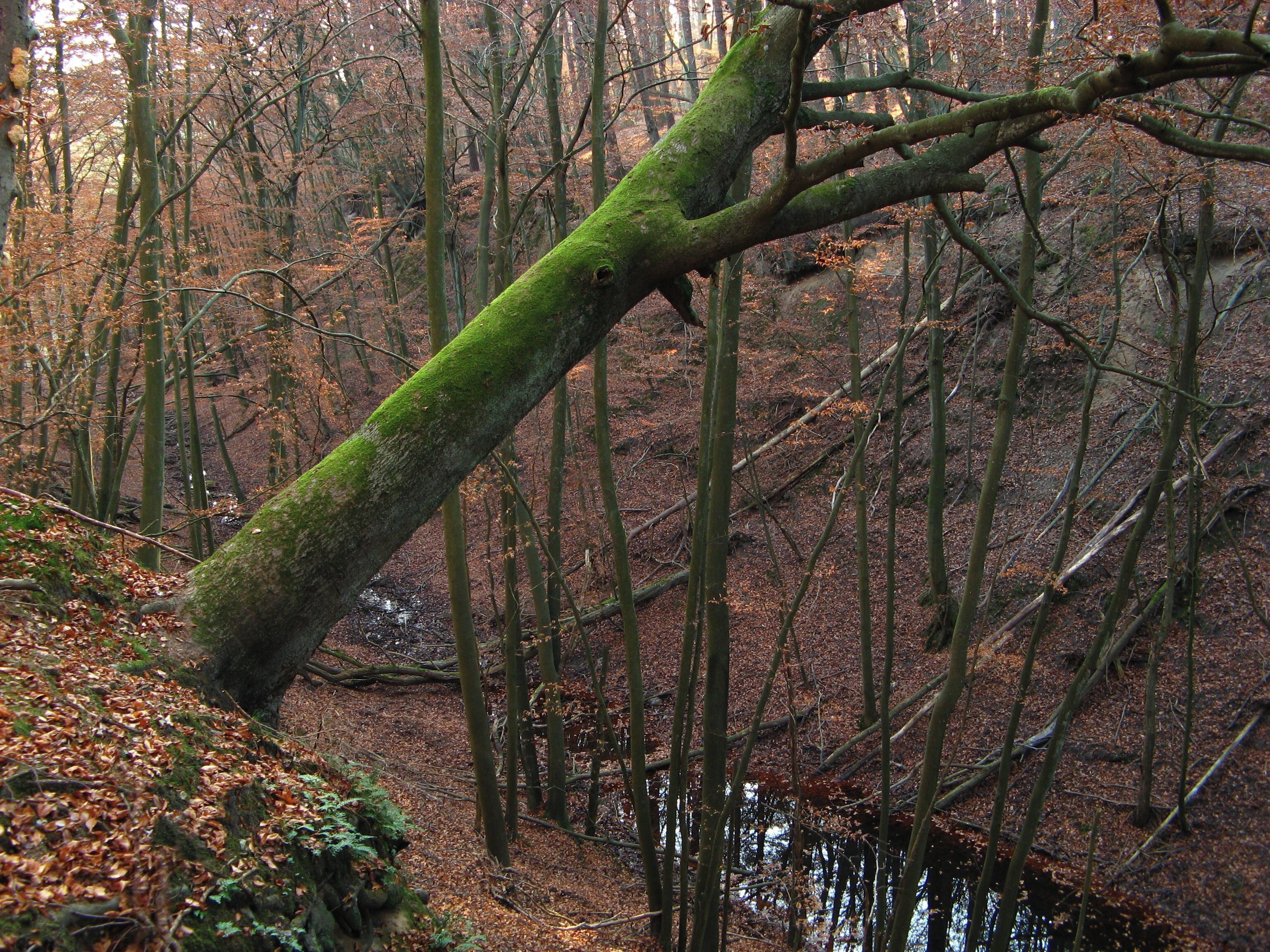 A moss-covered fallen tree in a forest with a stream.