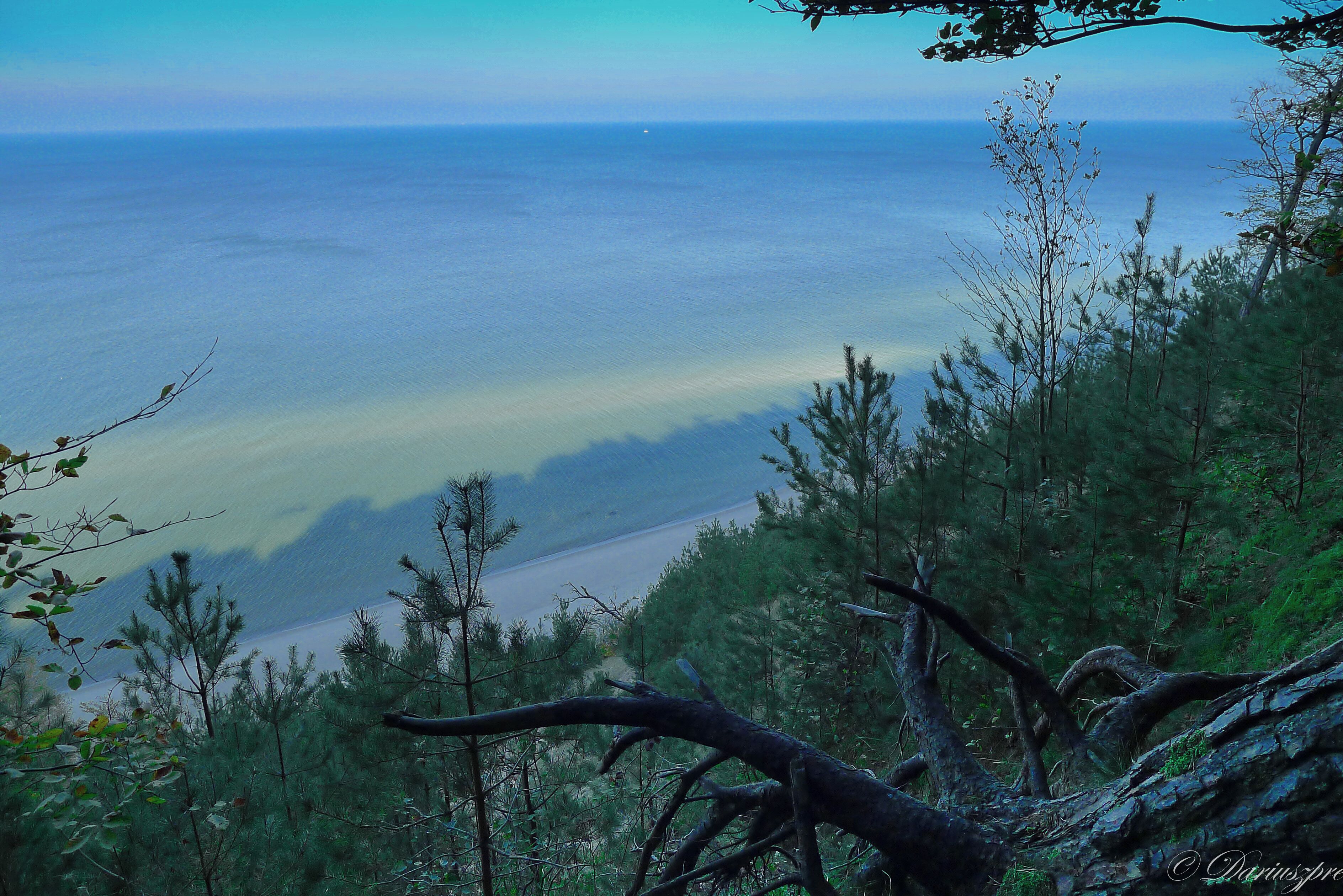 A coastal landscape with a view of the ocean, dense forest, and a fallen tree in the foreground.