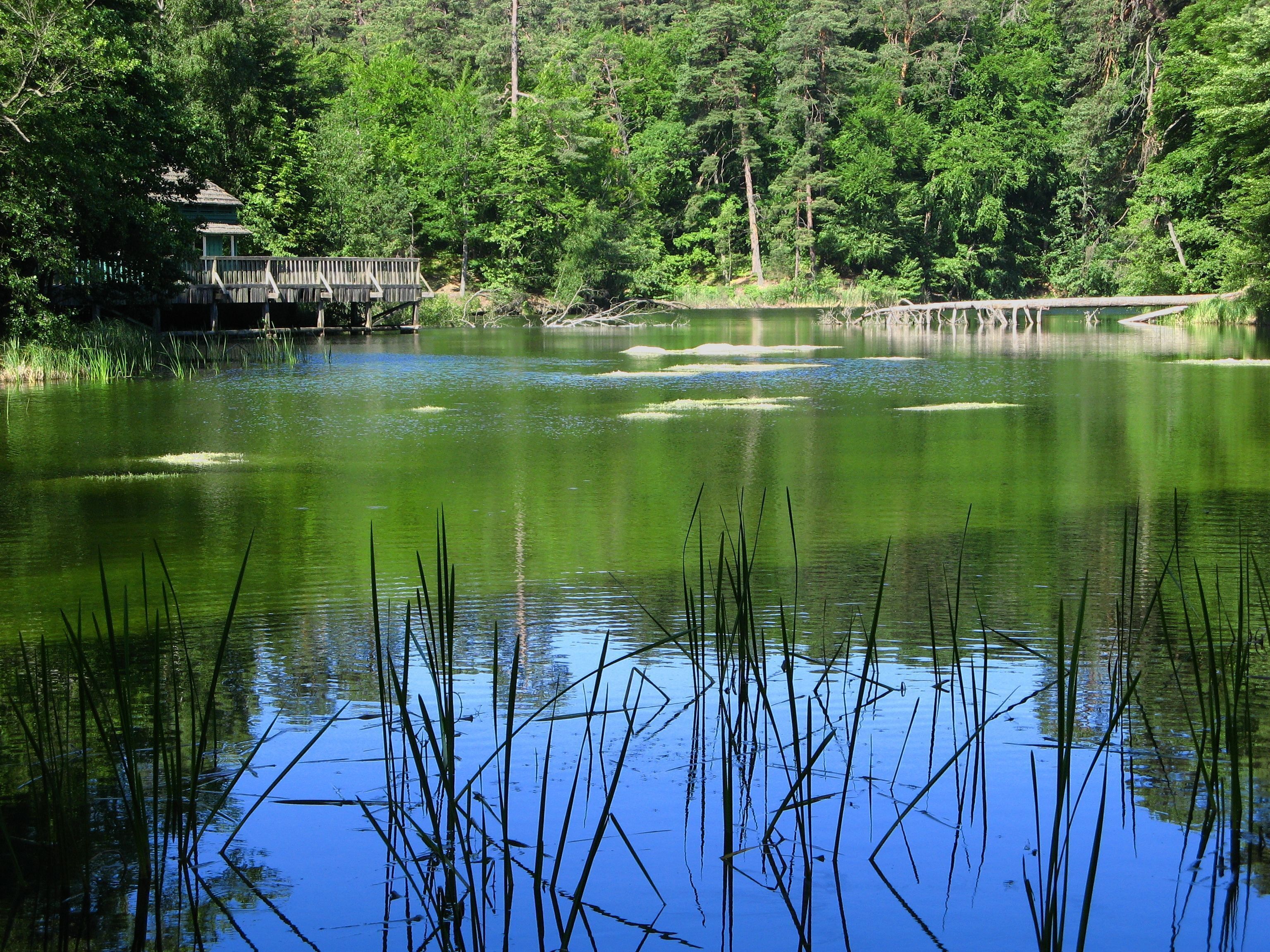 A calm lake surrounded by dense forest and a wooden structure.