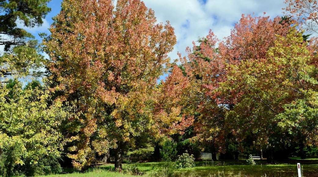 Autumn trees in the park