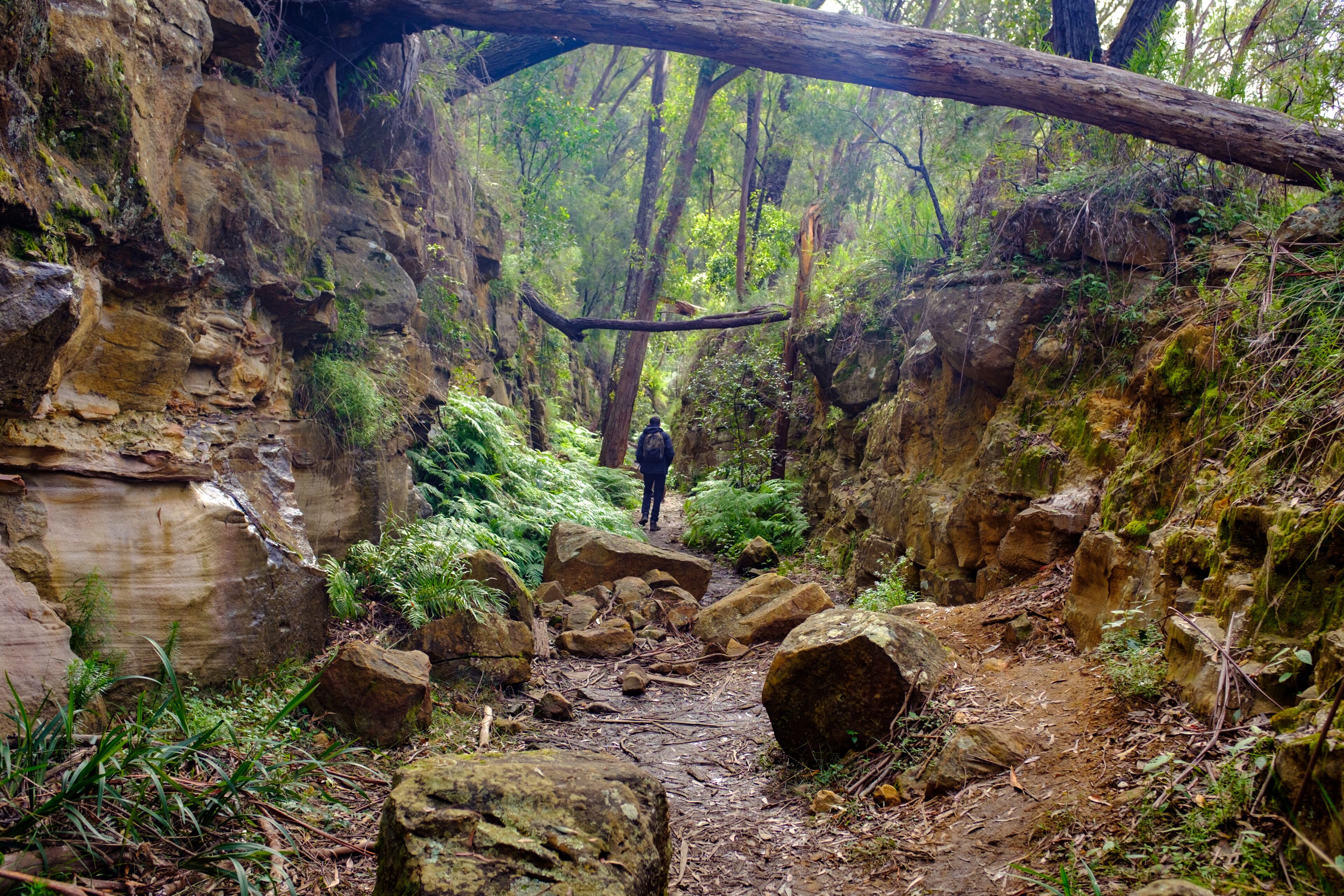 Hiker walking through cutting on the disused tramway on Box Vale walking track near Mittagong NSW Australia