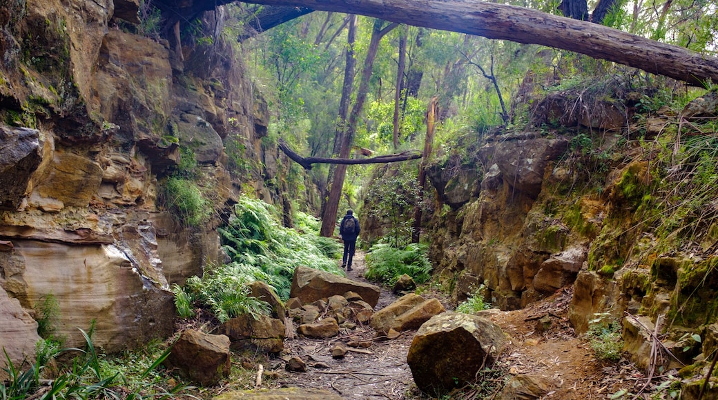 Hiker walking through cutting on the disused tramway on Box Vale walking track near Mittagong NSW Australia