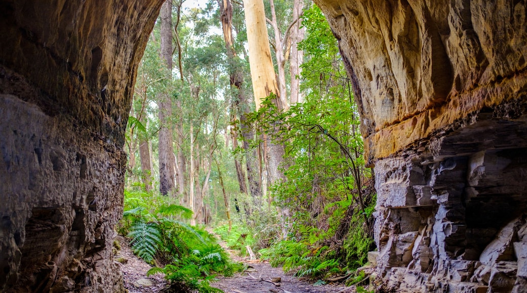 View out of disused tramway tunnel on Box Vale walking track Mittagong NSW Australia