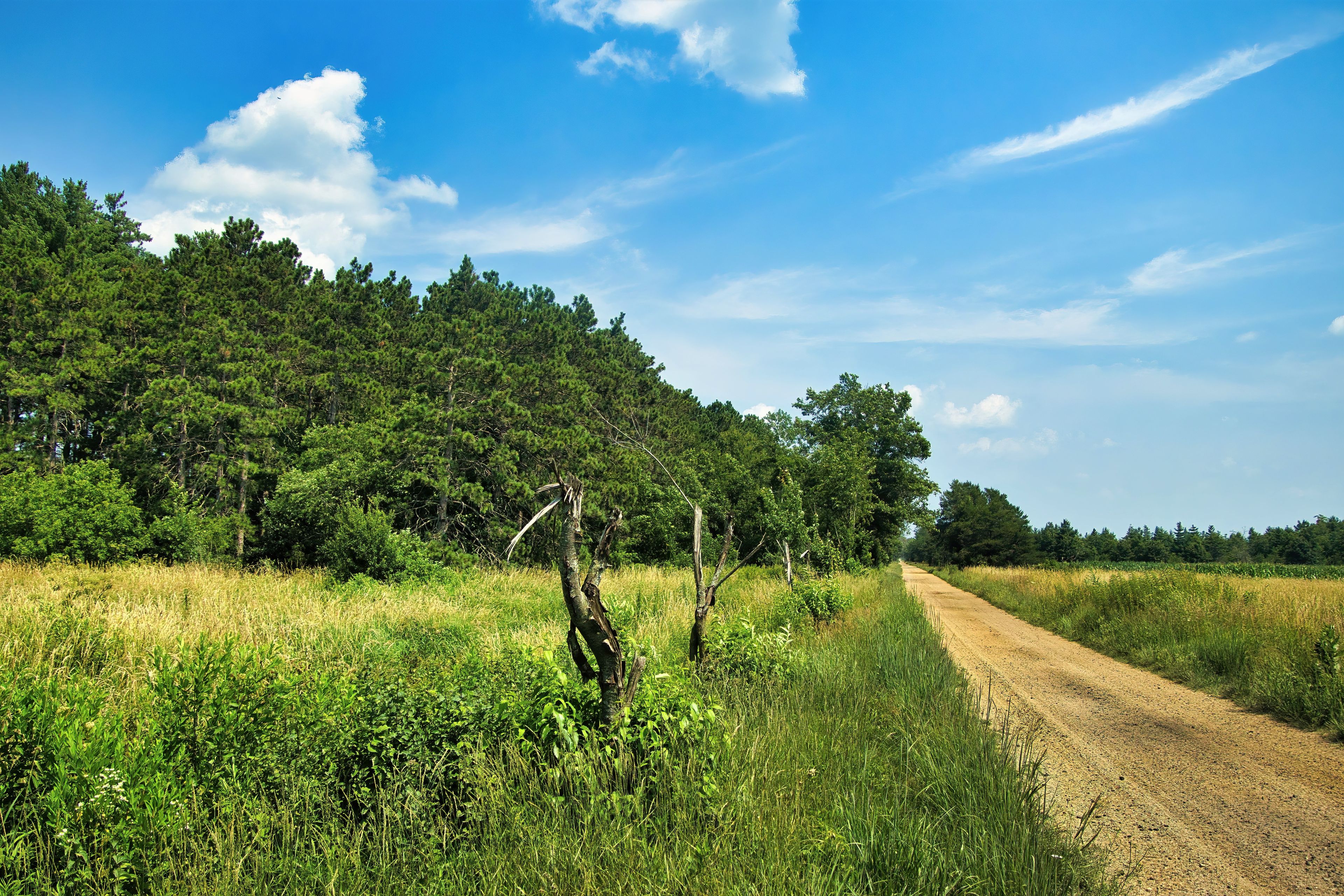 A dirt road leading through a forested area with tall grass and trees.