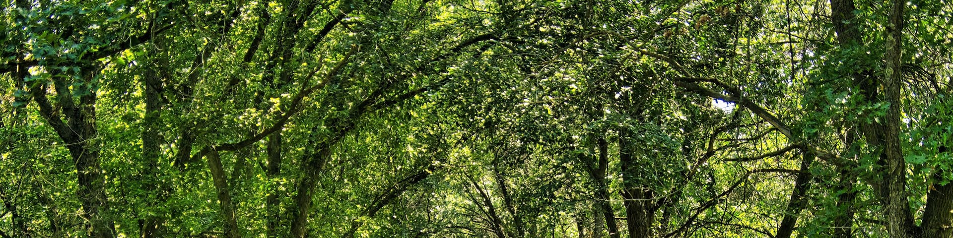 A forested path with dense green foliage and sunlight filtering through the trees.