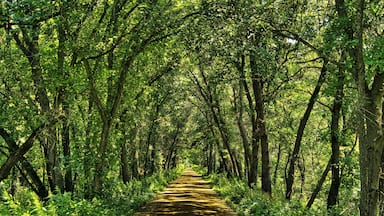 On a sunny Summer day, a lush green forest casts shade on the Buffalo River State Trail near Osseo, WI.