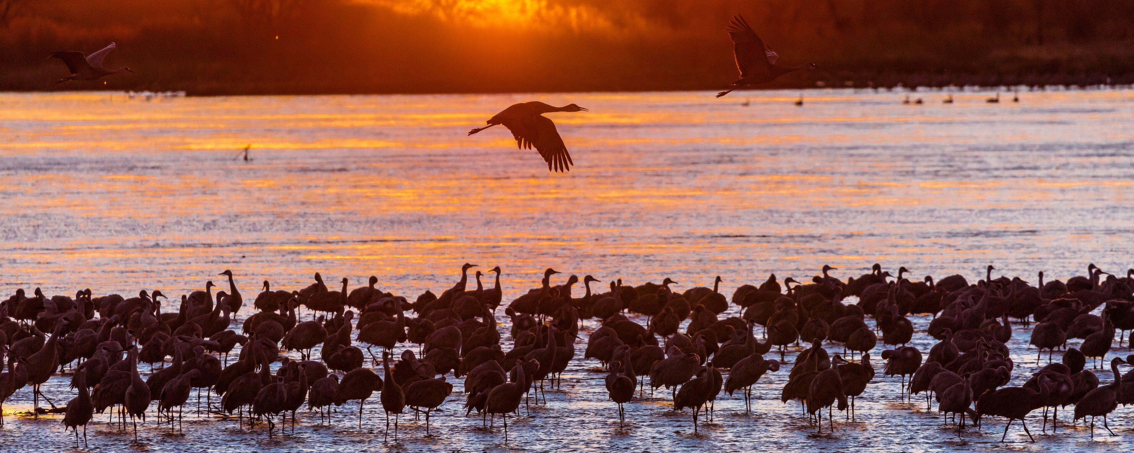 Grand Island, Nebraska -PLATTE RIVER, UNITED STATES Migratory water fowl and Sandhill Cranes are on their spring migration from Texas and Mexico, north to Canada, Alaska, and Siberia