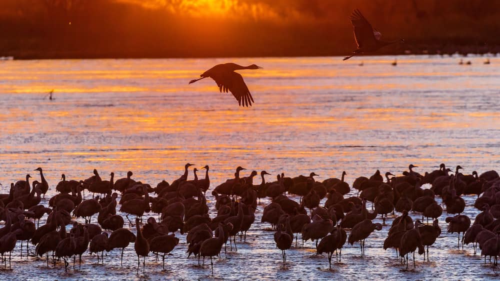 Grand Island, Nebraska -PLATTE RIVER, UNITED STATES Migratory water fowl and Sandhill Cranes are on their spring migration from Texas and Mexico, north to Canada, Alaska, and Siberia