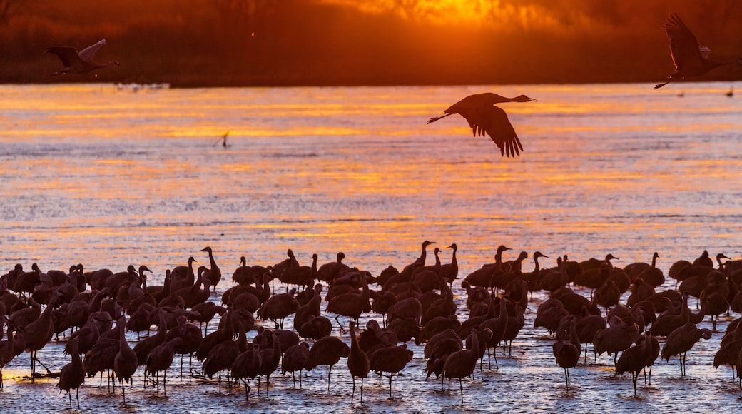 Grand Island, Nebraska -PLATTE RIVER, UNITED STATES Migratory water fowl and Sandhill Cranes are on their spring migration from Texas and Mexico, north to Canada, Alaska, and Siberia