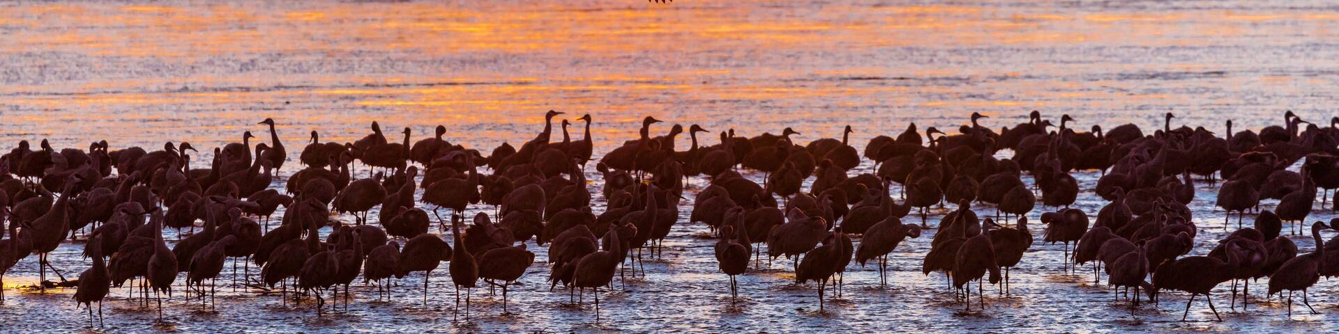 Grand Island, Nebraska -PLATTE RIVER, UNITED STATES Migratory water fowl and Sandhill Cranes are on their spring migration from Texas and Mexico, north to Canada, Alaska, and Siberia