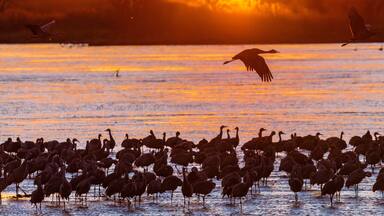 Grand Island, Nebraska -PLATTE RIVER, UNITED STATES Migratory water fowl and Sandhill Cranes are on their spring migration from Texas and Mexico, north to Canada, Alaska, and Siberia