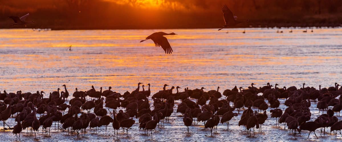 A large flock of birds standing in shallow water at sunset.