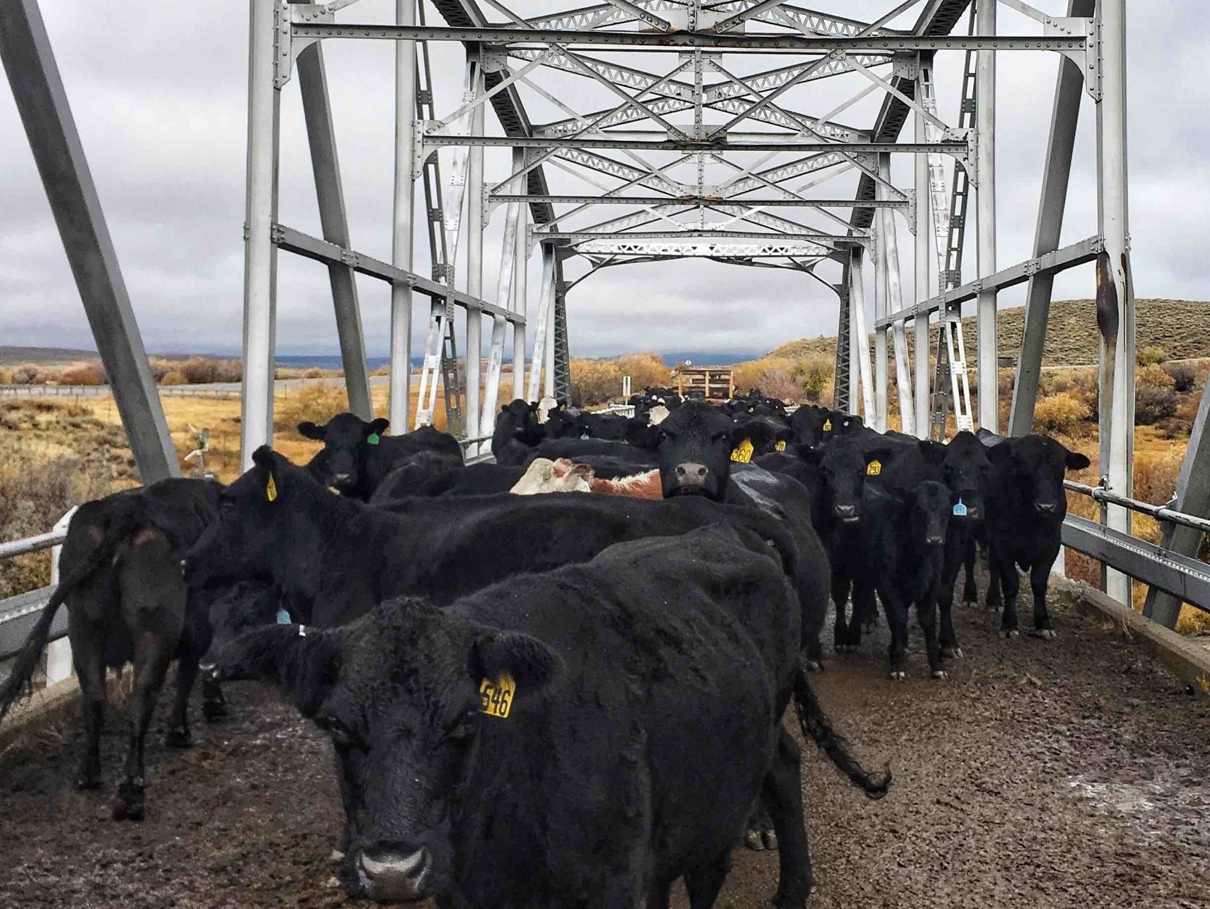 🐄 Cattle Country Wyoming! 🥩 this bridge is now used only by cows!
