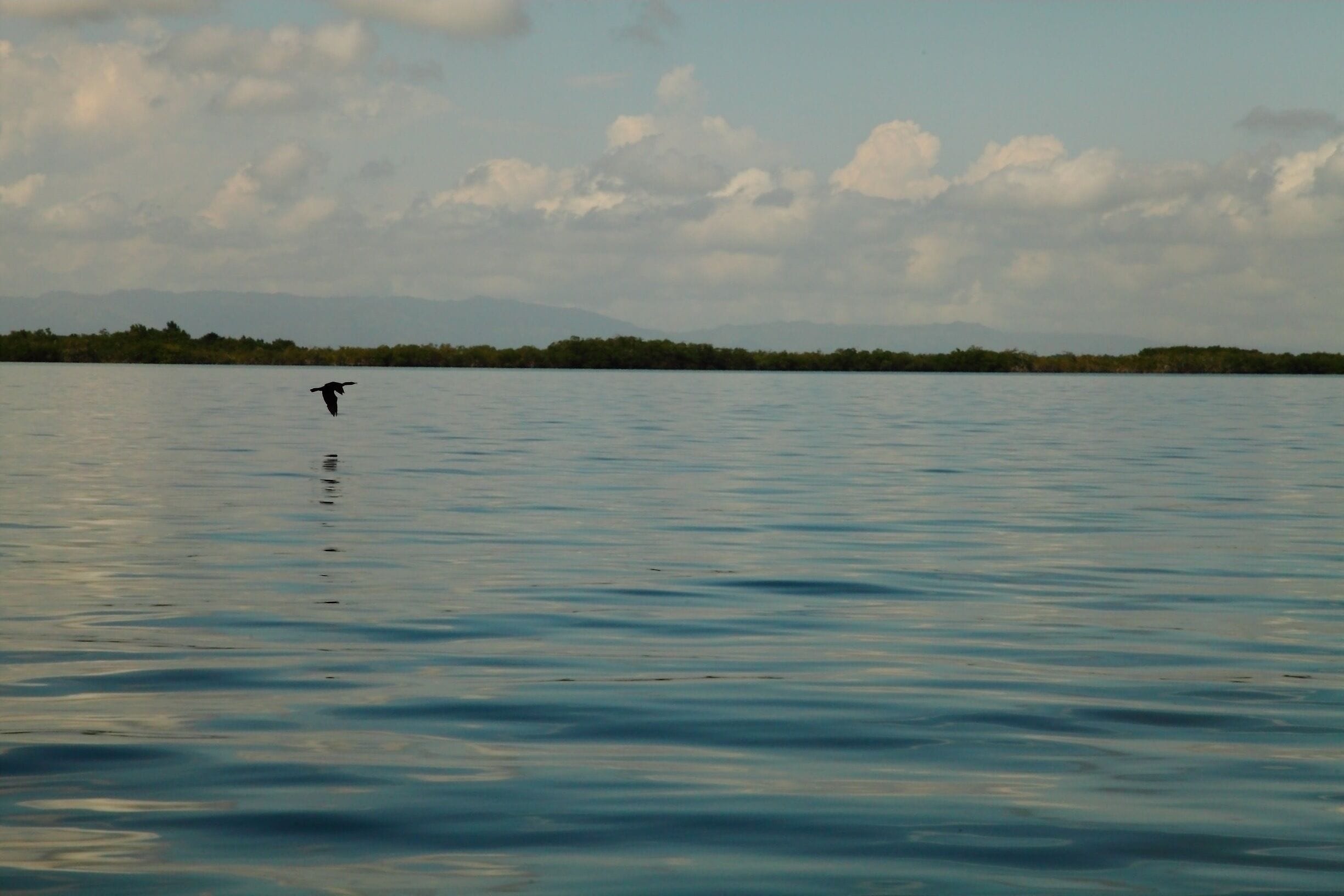 A crane flies over Monkey river, in Belize. 
#waterlust