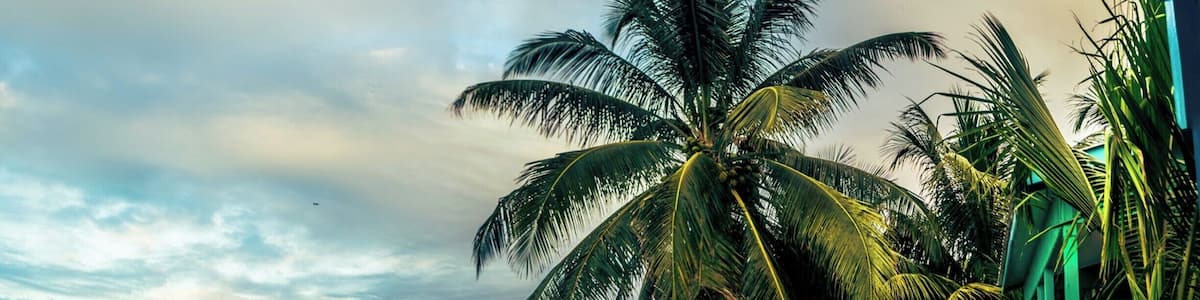 A beach with palm trees, a sandy shore, and a building with a green roof.