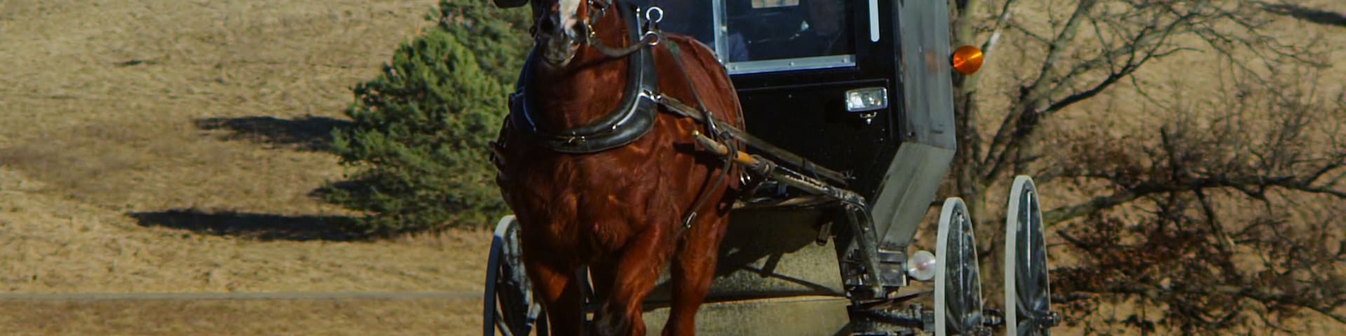 A horse-drawn carriage on a rural road.