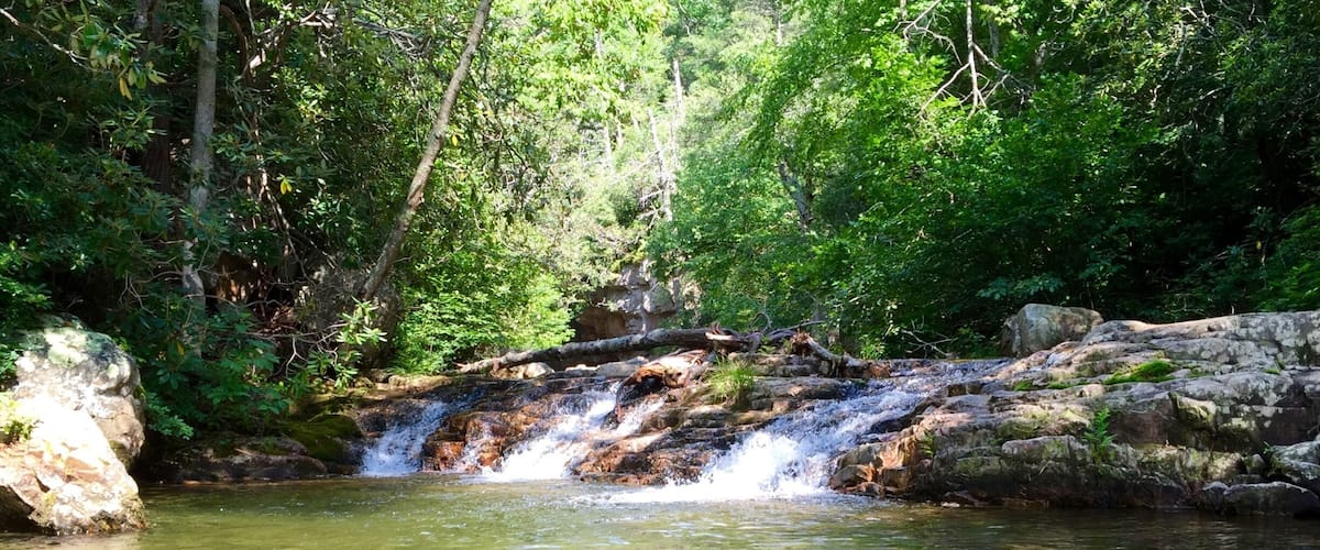 A clear stream with a small waterfall surrounded by dense green forest.