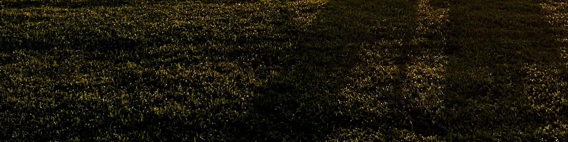 Sunrise on the Rappahannock River with a big Yellow Labrador Retriever wandering by