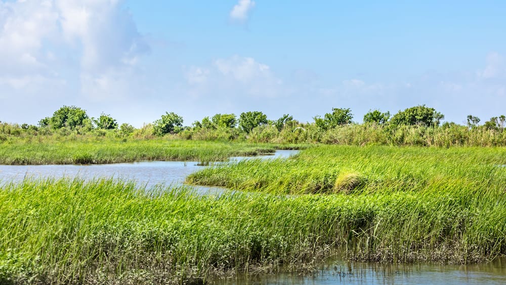 Classic bayou swamp scene of the American South in Texas