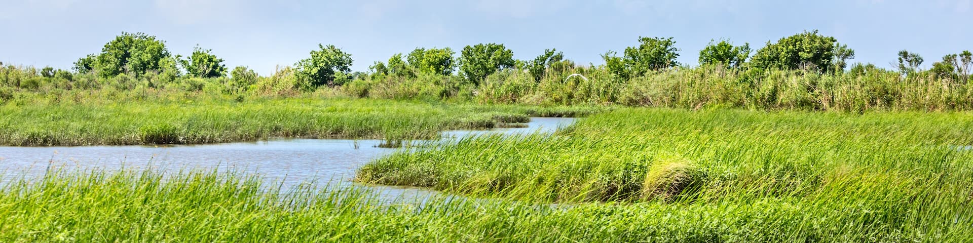 Classic bayou swamp scene of the American South in Texas