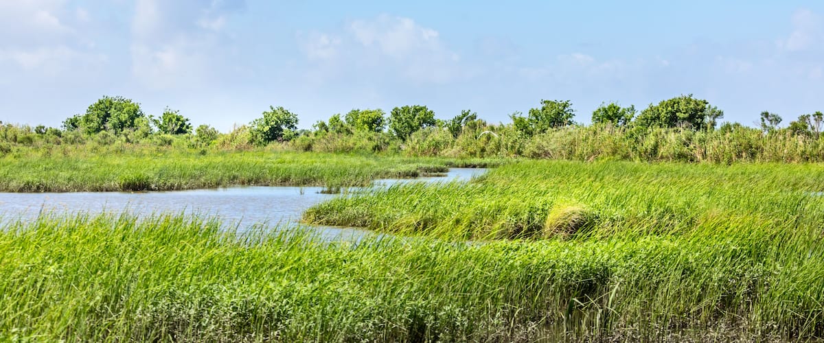 Classic bayou swamp scene of the American South in Texas