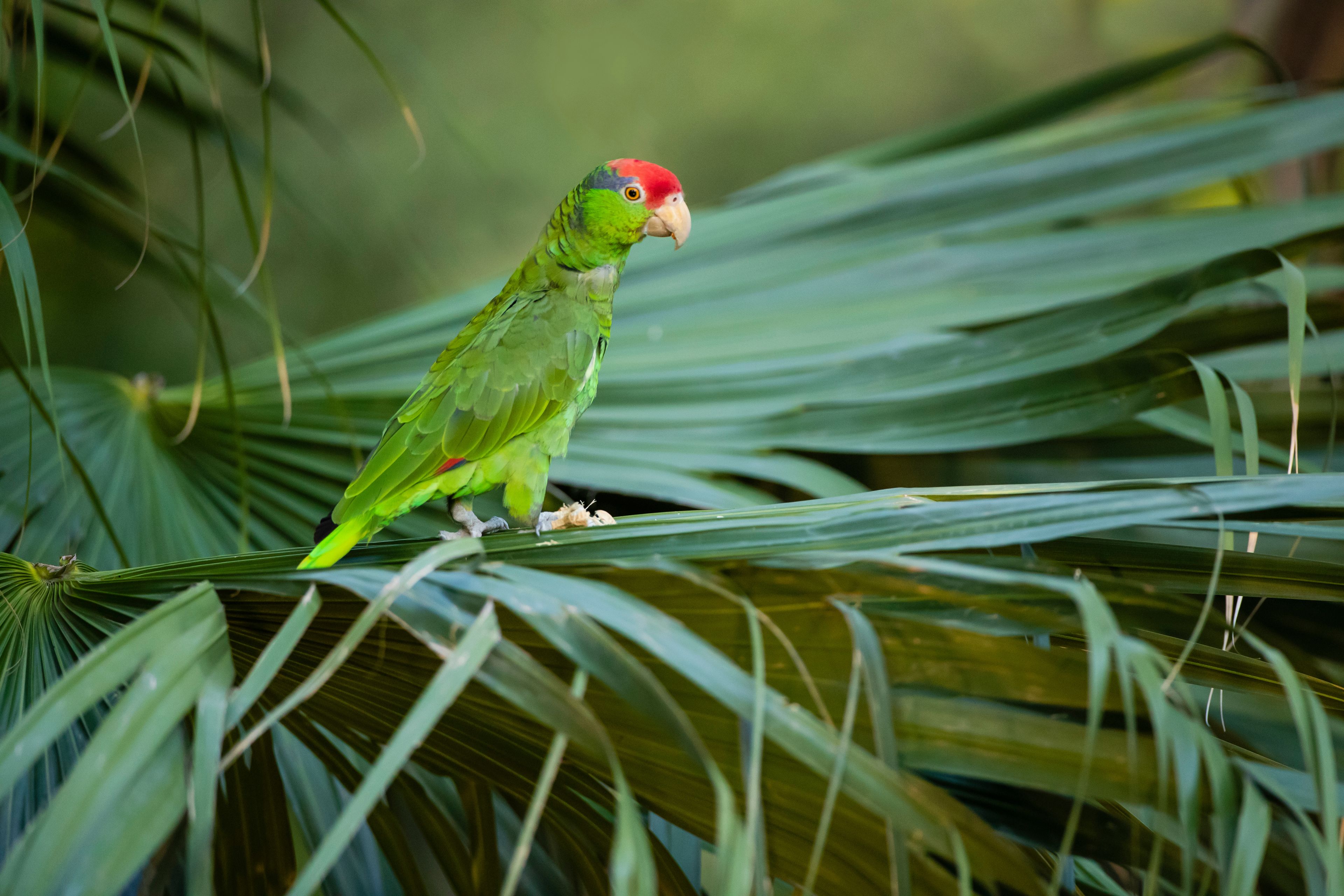 USA, Texas, Cameron County. Red-crowned parrot in palm tree