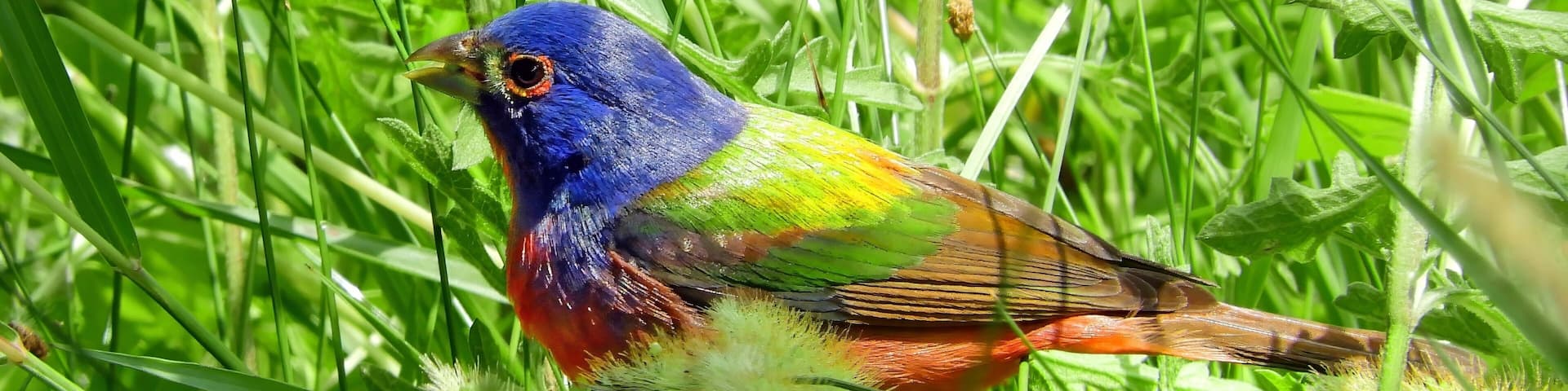 colorful male painted bunting perched in a shrubs at quintana neotropical bird sanctuary in spring along the gulf coast in quintana, texas