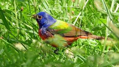 colorful male painted bunting perched in a shrubs at quintana neotropical bird sanctuary in spring along the gulf coast in quintana, texas