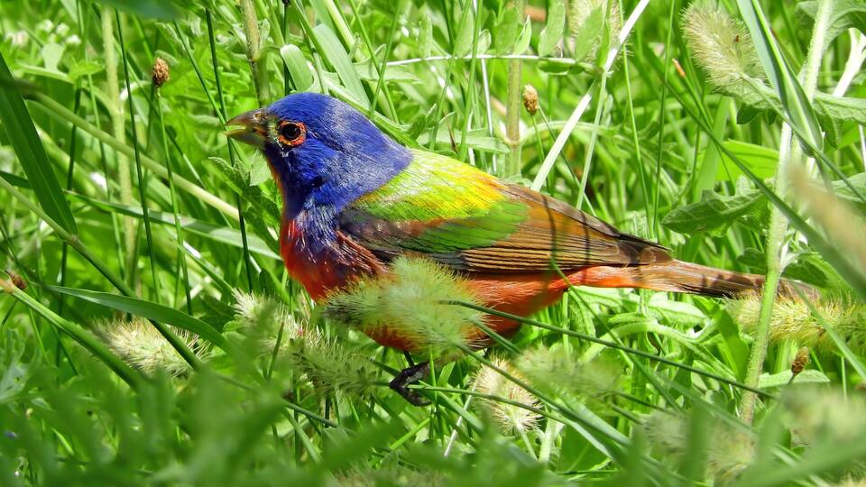 A colorful bird in a grassy field.